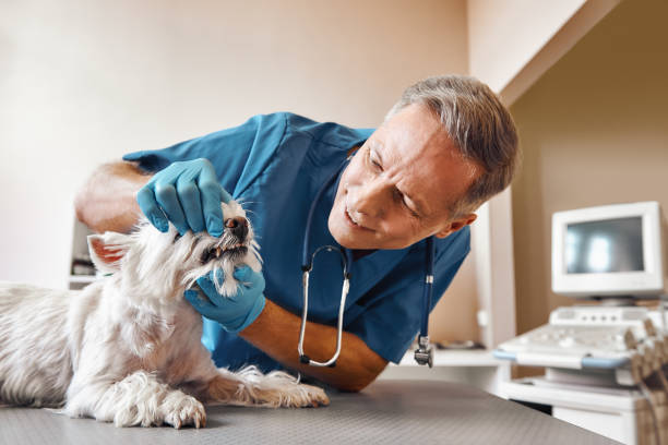 Best Pediatric Emergency Dentist in Dupont, PA